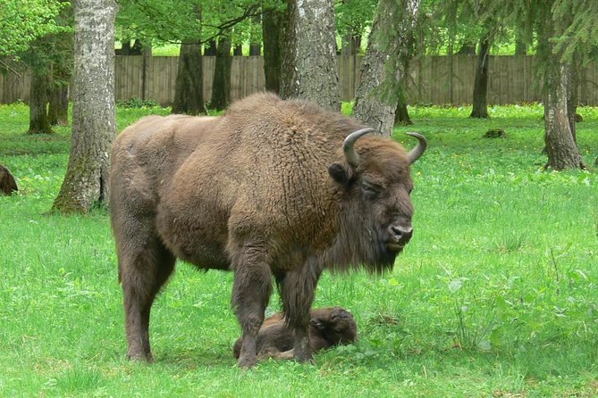 Bialowieza National Park Small Group Tour From Warsaw With Lunch Included - Tour Details