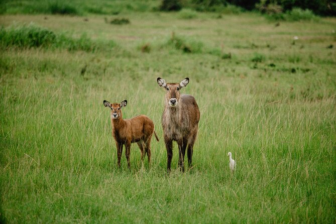 Big 5 Safari Day Trip - Pricing Details