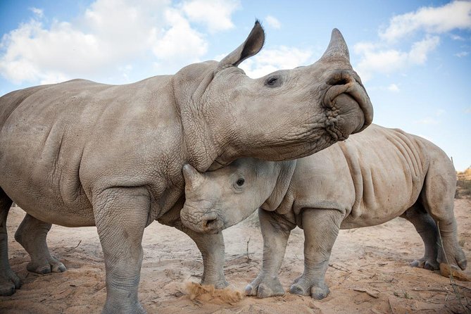 Big 5 Safari One Day Tour - Pricing and Booking