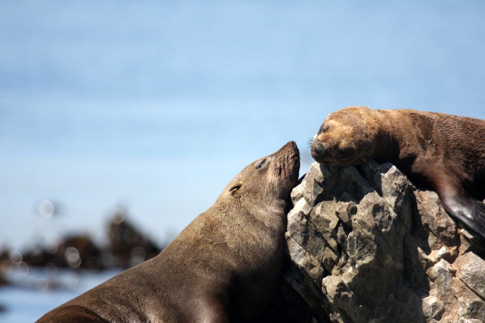 Big 5 Sea Safari Boat Ride of Gansbaai or Walker Bay - Wildlife Sightings and Highlights