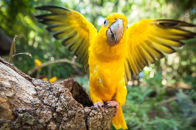 Bird Park & Iguassu Brazilian Side - Private Tour - Tour Inclusions