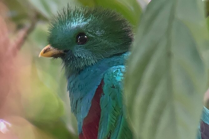 Bird Watching Experience in Monteverde - Itinerary and Locations