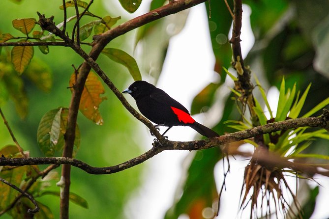 Bird Watching Tour Arenal Mundo Aventura - Group Size and Reviews