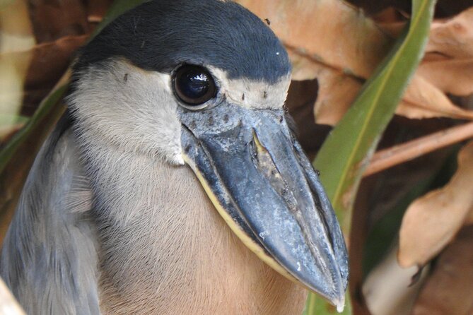 Bird Watching Tour in Carara National Park - Expert Birdwatching Guides