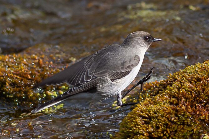 Birding in Garibaldi Pass - Included Experiences
