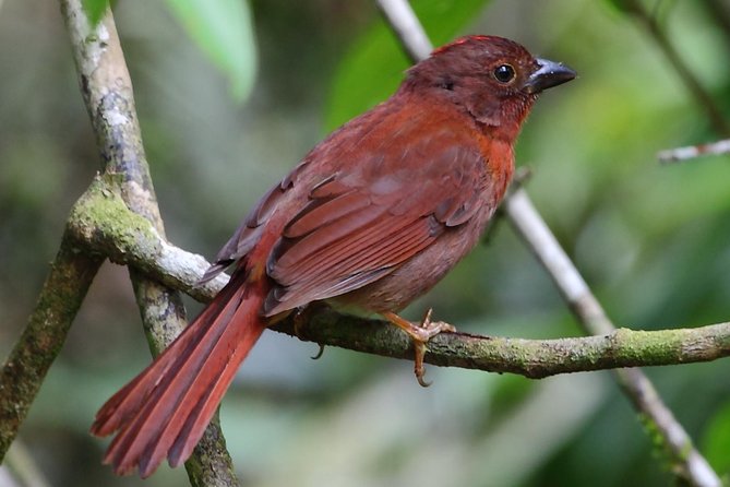 Birding Metropolitan Natural Park - Tour Highlights