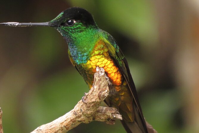 Birding & Nature to Chicaque Cloud Forest Nature Reserve - Itinerary and Highlights