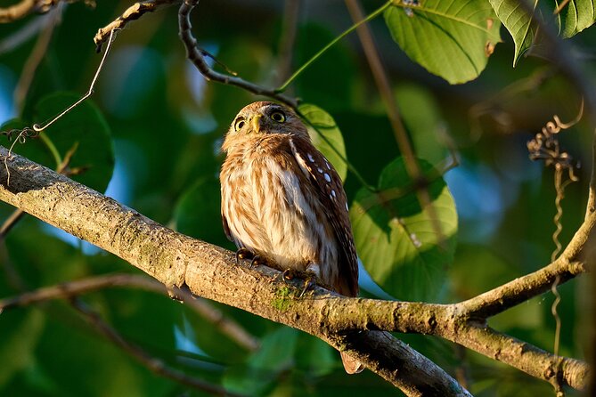 Birdwatching in a Private Nature Reserve - Destination and Tour Details