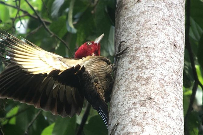Birdwatching Manuel Antonio/ El Rey. (Marshes,Rice Fields,Canals) Group Tour - Meeting and Pickup