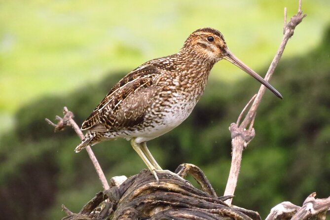 Birdwatching, Nature & Photography in Sumapaz National Park - Páramo and Andean Forest Ecosystems