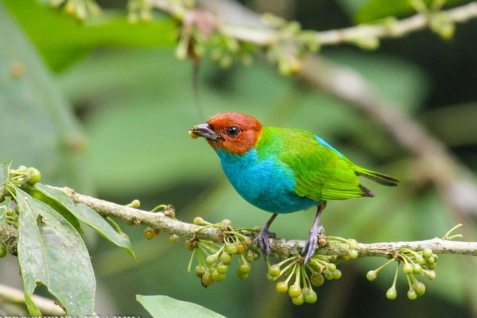 Birdwatching Tour Cajas Park and Tamarindo Tropical Forest Area From Cuenca - Diverse Avian Wonders