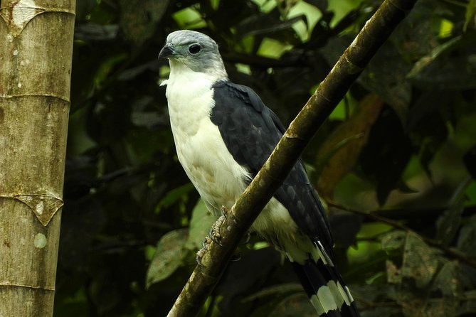 Birdwatching Tour - Meeting and Pickup
