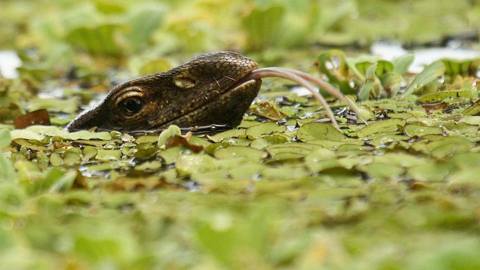 Birdwatching Walk in Thalangama Wetland From Colombo - Location and Accessibility