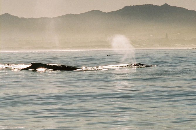 Boat Based Whale Watching From Hermanus - Inclusions of the Tour