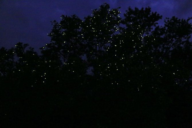Bohol Firefly Watching (Private) - Ideal Occasions for Firefly Watching