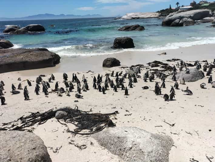 Boulders Beach Penguins and Wine Tasting Full-Day Tour - Itinerary Highlights