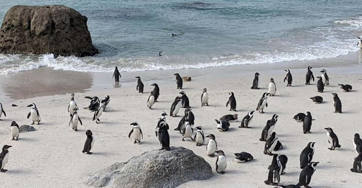 Boulders Beach Penguins and Wine Tasting Full-Day Tour - The Boulders Beach Experience