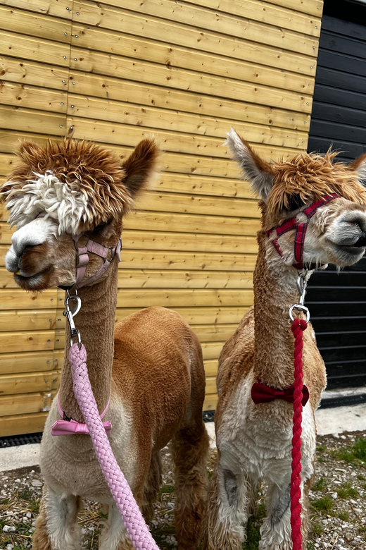 Brackenfield: Alpaca Trek - Booking and Reservation Details