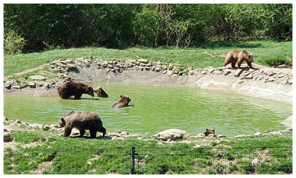 Brașov: Bear Sanctuary, Dracula Castle, and Râșnov Fortress - Bear Sanctuary Experience