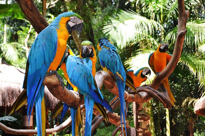 Brazilian Side Falls: Brazilian Falls Tour With Parque Das Aves: - Itinerary Details