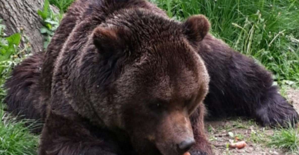 Brown Bear Sanctuary, Bran Castle & Rasnov Fortress Day Tour - Brown Bear Sanctuary Experience