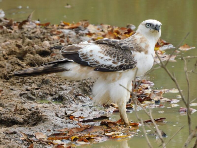 Bundala Half Day Safari PRIVATE Tours (Morning & Afternoon) - Wildlife and Birdwatching Opportunities