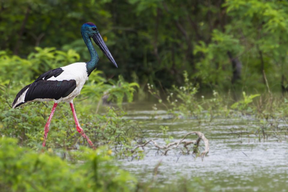 Bundala National Park Safari - Birding Paradise Tour - Wildlife and Birdwatching Experience