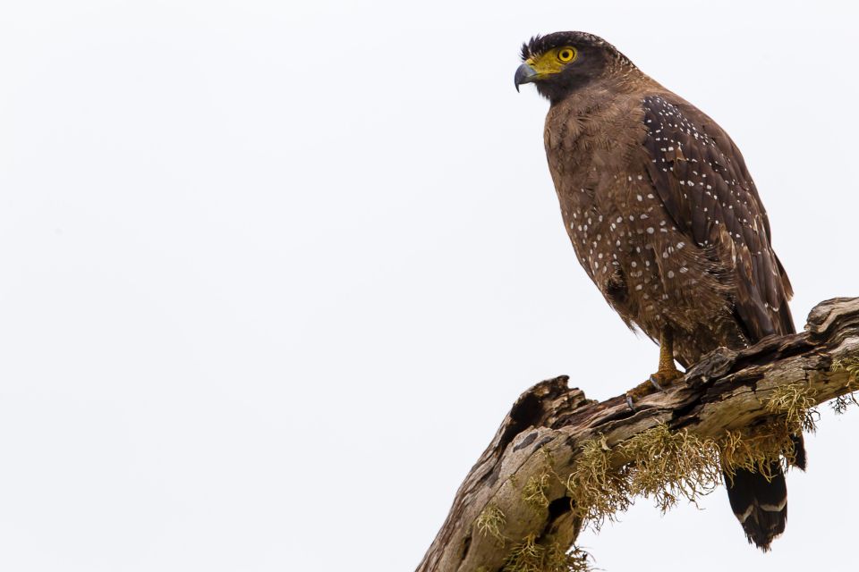 Bundala National Park Safari Tour - Safari in Golden Hours - Wildlife Experience