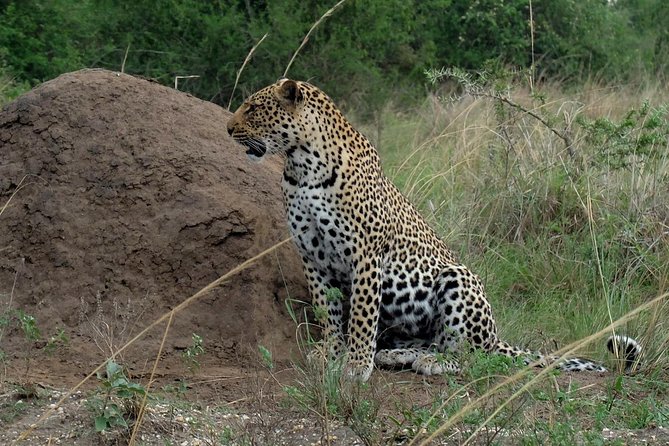 Bwindi Impenetrable Kenya Tanzania Gorilla Safari 14 Days 13 Nights - Gorilla Trekking Experience