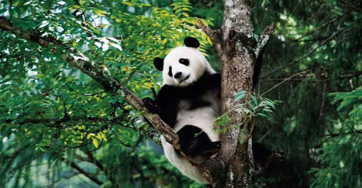 By Bullet Train From Chongqing to Chengdu Panda City Tour - Panda Base Viewing Experience