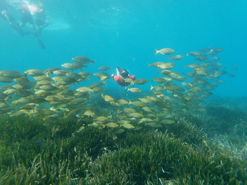 Cabo De Gata Natural Park: Guided Snorkeling Tour - Snorkeling Experience and Highlights