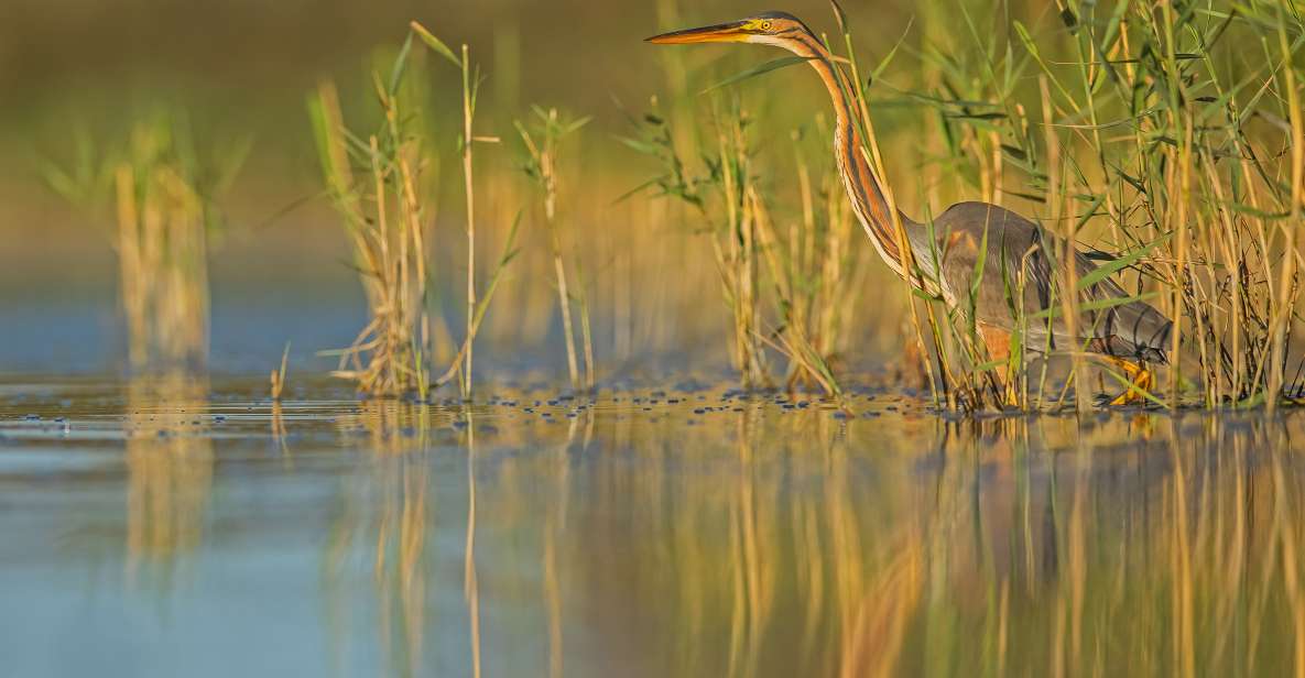 Camargue: Discovery of Nature at the Vigueirat Marshes - Guided Tour Highlights