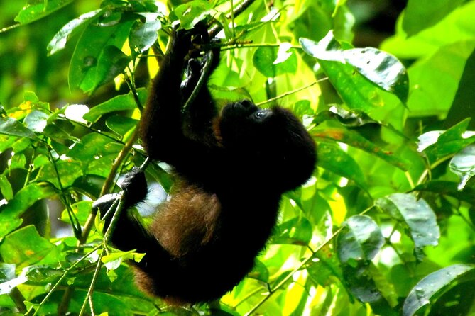 Canoe & Wildlife Spotting on Small Canals of Tortuguero Park - Meeting and Pickup Details