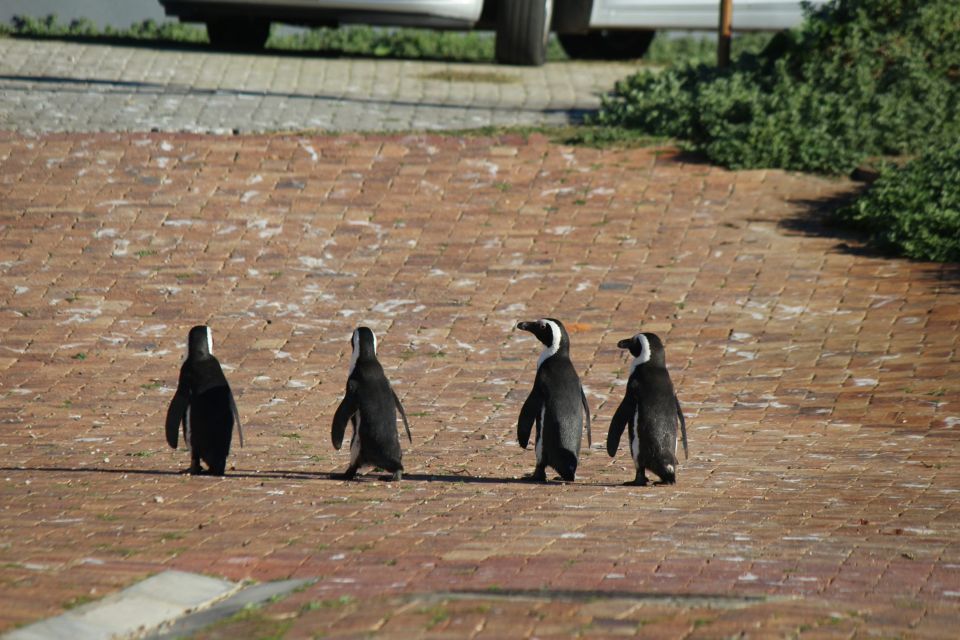 Cape Agulhas, Hermanus & Stoney Point Penguins Full Day Tour - Itinerary Highlights