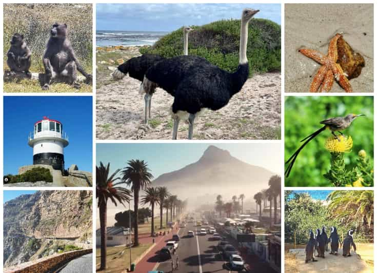 Cape Peninsula and African Penguin Tour - Itinerary Highlights