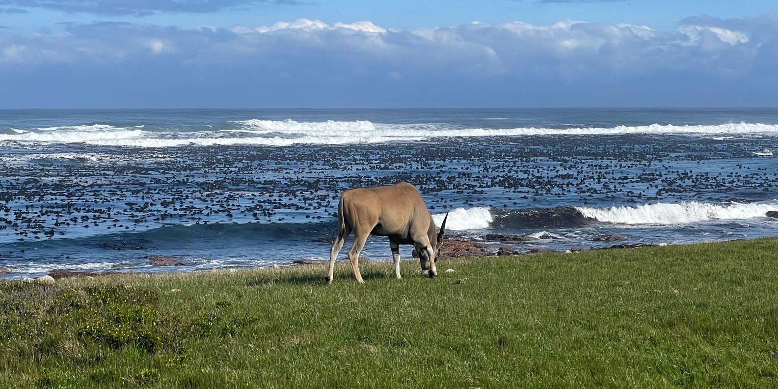 Cape Peninsula: Penguin Paradise Guided Group Tour - Wildlife and Natural Attractions