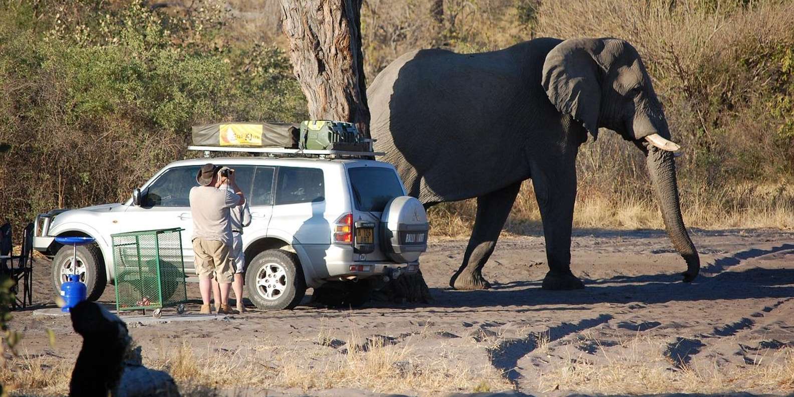 Cape Town: Aquila Game Reserve Big 5 Safari With Lunch - Morning Game Drive in Aquila Reserve