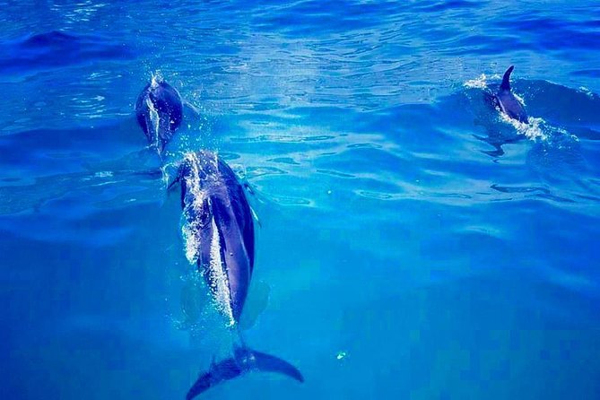 Cape Town Boat Trip - Whats Included
