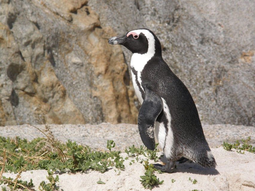 Cape Town: Cape Point, Penguins And Wine Tasting - Cape Point and Cape of Good Hope