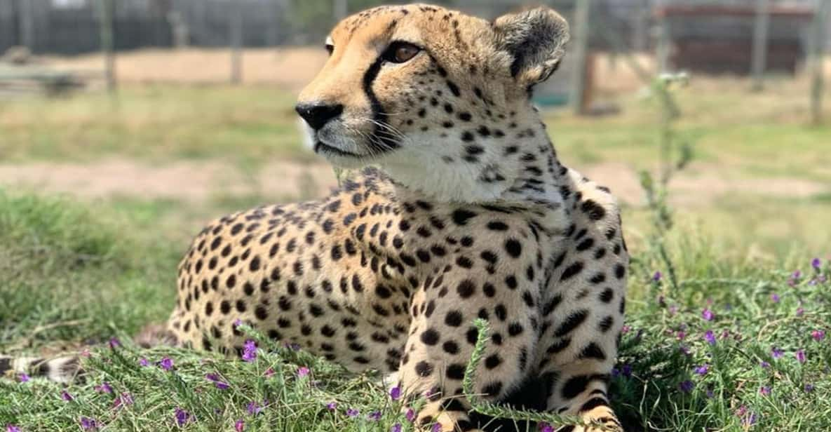 Cape Town Full-Day Cheetah Outreach & Winelands Private Tour - Cheetah Outreach Experience