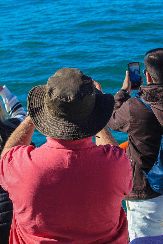 Cape Town: Hermanus Boat Cruise Whale Watching Tour - Experience Highlights