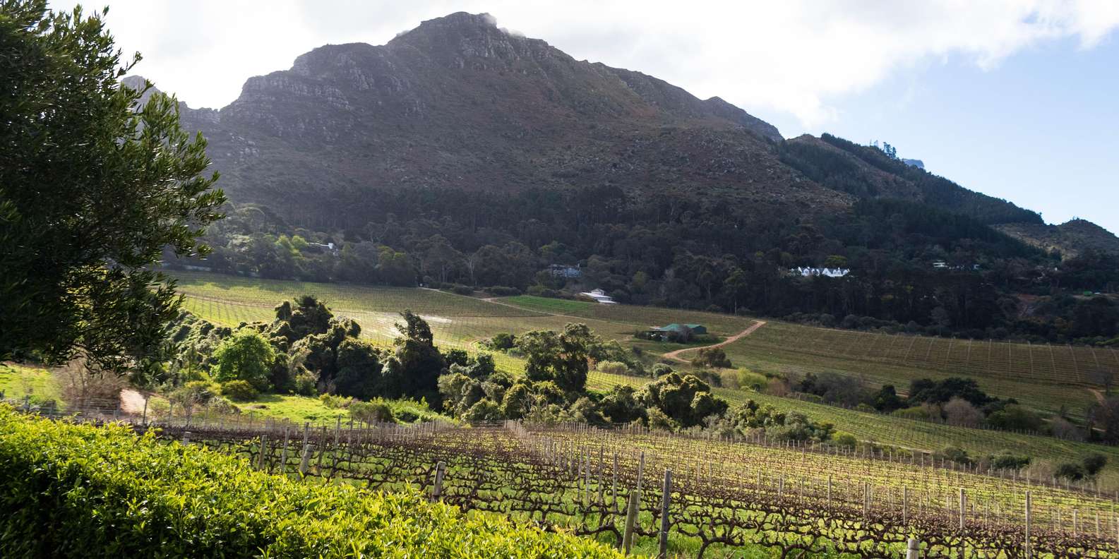 Cape Town: Private Half Day Winelands Tour - Exploring the Constantia Wine Valley