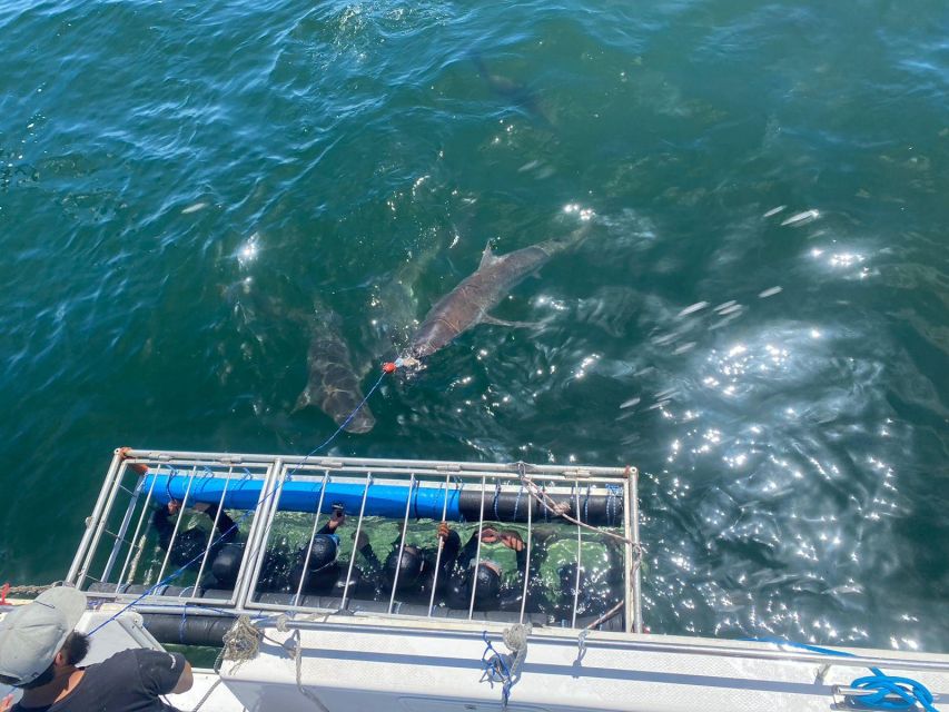 Cape Town: Shark Cage Diving With Food and Drinks - Boat Trip Highlights