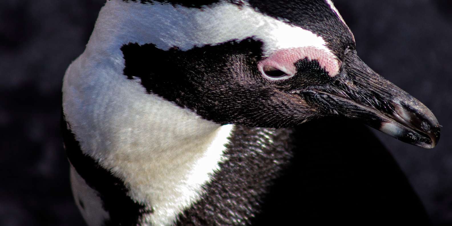 Cape Town: Table Mountain Boulders Beach and Cape Point - Exploring Boulders Beach Penguins