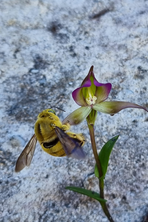 Cape Town: Table Mountain Famous Fynbos Flower Walk - Highlights and Features