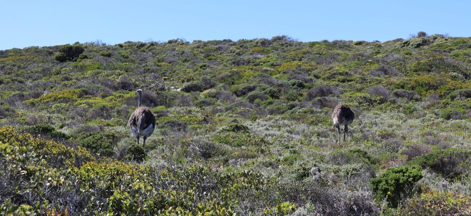 Cape Town: Table Mountain, Penguins & Cape Point Group Tour - Ascending the Iconic Table Mountain