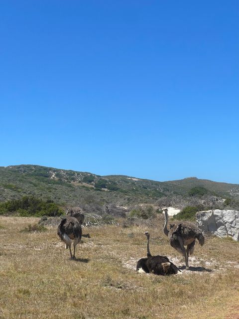 Cape Town: Table Mountatin & Robben Island Day Tour - Robben Island Historical Uses