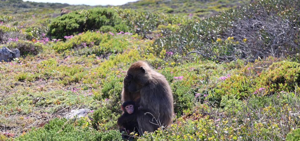 Cape Town: Tour Cape Point & Boulders Beach Penguin Day Trip - Itinerary Highlights