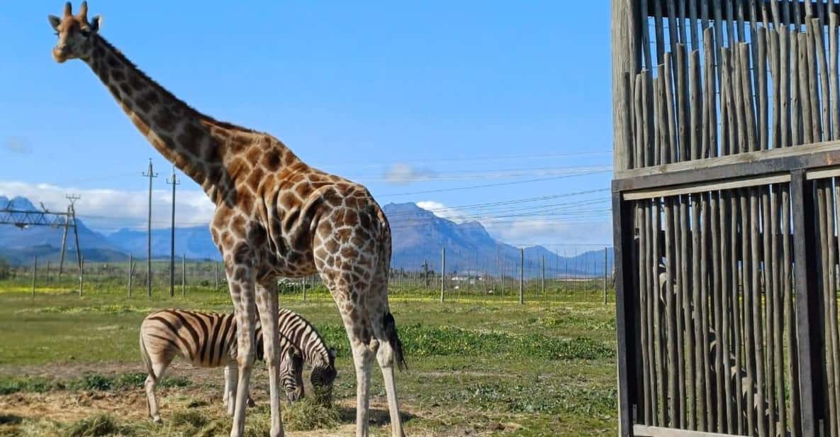 Cape Town: Wine Tasting, Giraffe House and Cheetah Encounter - Highlights of the Itinerary