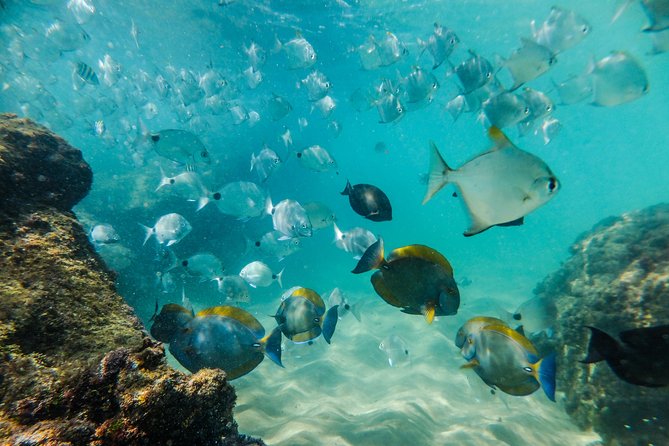 Cape Vidal Snorkeling Adventure - Tour Experience Highlights